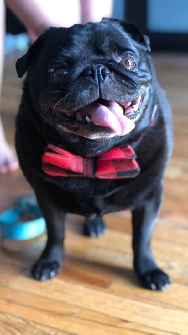 /images/uploads/pug nation rescue of los angeles/pugnation2024/entries/30976thumb.jpg